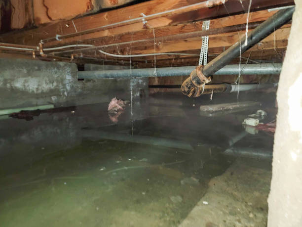 Best Local water damage restoration  in Humble, TX